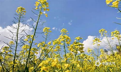 油菜开花遇上降温_油菜开花后天气热