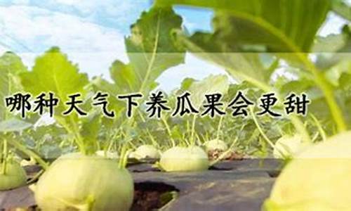 什么天气种瓜果最好呢_什么天气种果树好