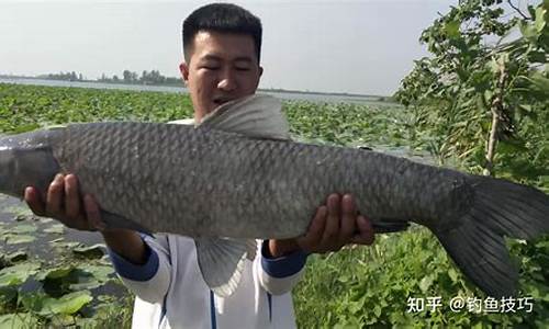 钓青鱼的天气和温度_钓青鱼如何选择天气