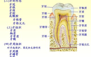 一、口腔的定义