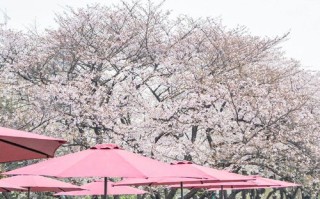 晴川假日酒店