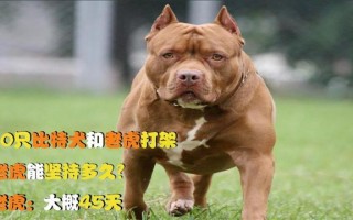 比特犬老虎打架