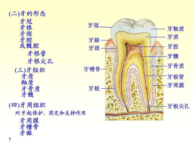 一、口腔的定义-第1张图片-链上币闻